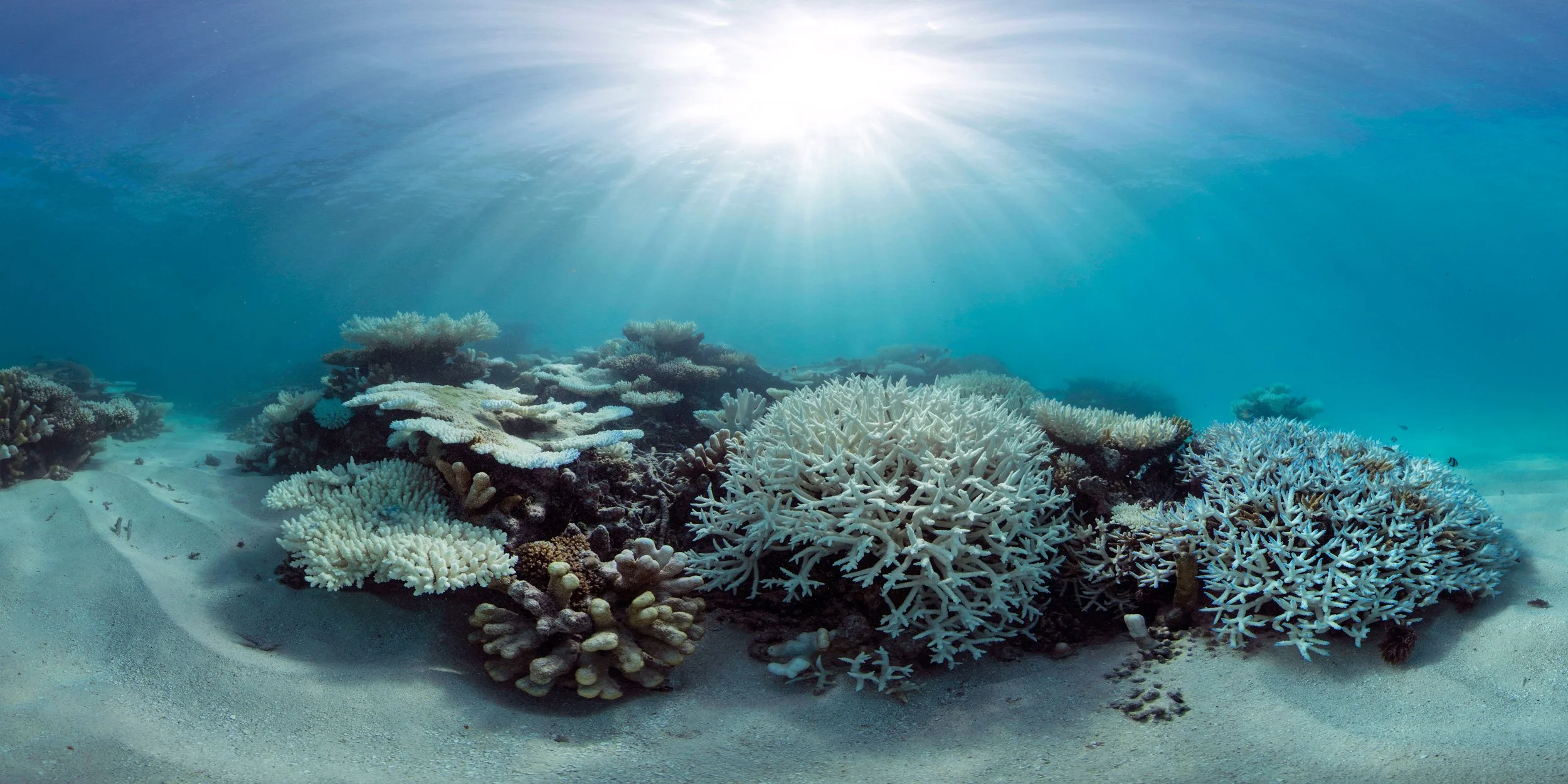 Coral Bleaching — XL Catlin Seaview Survey